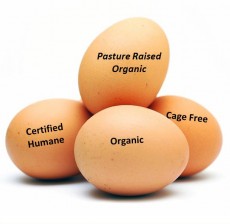 best-eggs-pasture-organic